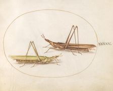 Plate 45: Two Grasshoppers, c. 1575/1580. Creator: Joris Hoefnagel