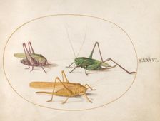 Plate 46: Three Grasshoppers, c. 1575/1580. Creator: Joris Hoefnagel