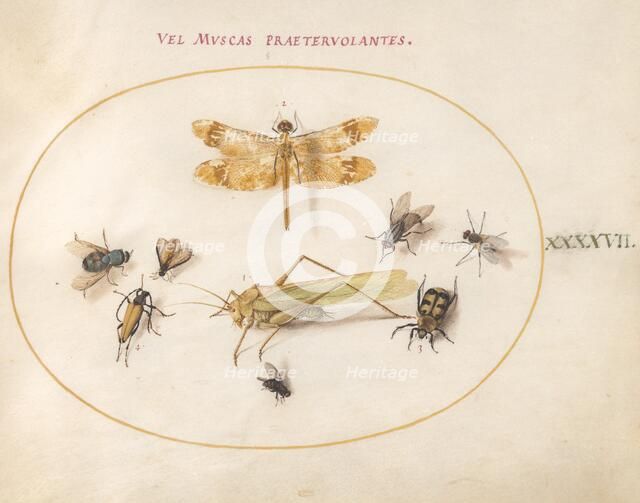 Plate 47: A Dragonfly, a Grasshopper, Flies, and Other Insects, c. 1575/1580. Creator: Joris Hoefnagel.