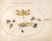Plate 47: A Dragonfly, a Grasshopper, Flies, and Other Insects, c. 1575/1580. Creator: Joris Hoefnagel