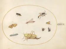 Plate 49: A Grasshopper, a Caterpillar, a Butterfly, a Moth, and Other Insects, c. 1575/1580. Creator: Joris Hoefnagel