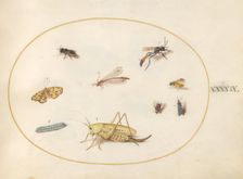 Plate 49: A Grasshopper, a Caterpillar, a Butterfly, a Moth, and Other Insects, c. 1575/1580. Creator: Joris Hoefnagel