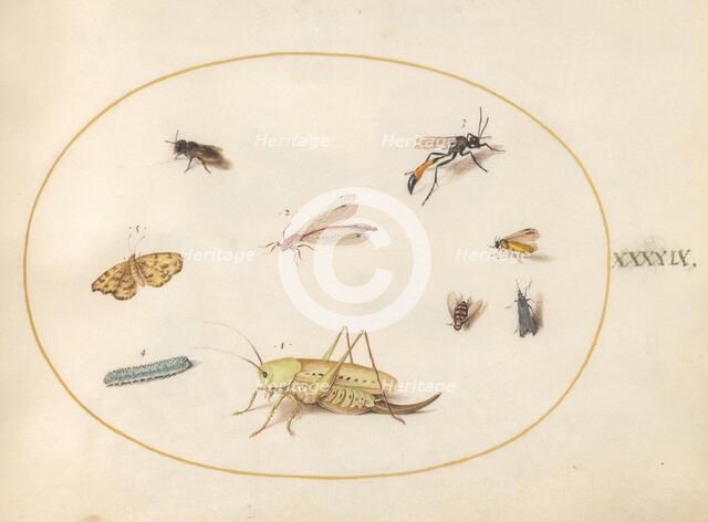 Plate 49: A Grasshopper, a Caterpillar, a Butterfly, a Moth, and Other Insects, c. 1575/1580. Creator: Joris Hoefnagel.