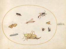 Plate 49: A Grasshopper, a Caterpillar, a Butterfly, a Moth, and Other Insects, c. 1575/1580. Creator: Joris Hoefnagel