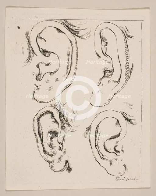 Plate 5: four ears, from 'The Book for Learning to Draw' (Livre pour apprendre à dessi..., ca. 1649. Creator: Stefano della Bella.