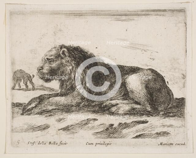 Plate 5: reclining lion, from 'Various animals' (Diversi animali), 1641. Creator: Stefano della Bella.