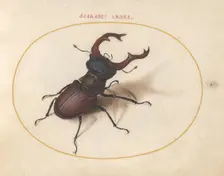 Plate 5: Stag Beetle, c. 1575/1580. Creator: Joris Hoefnagel