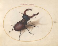 Plate 5: Stag Beetle, c. 1575/1580. Creator: Joris Hoefnagel