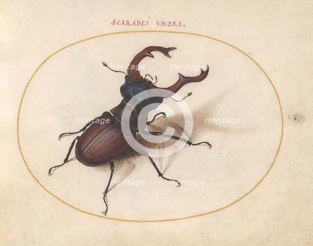 Plate 5: Stag Beetle, c. 1575/1580. Creator: Joris Hoefnagel.