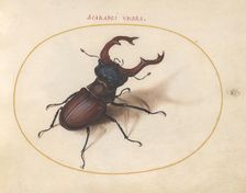 Plate 5: Stag Beetle, c. 1575/1580. Creator: Joris Hoefnagel
