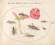 Plate 50: Grasshoppers, a Caterpillar, and a Scale Insect with a Four O'Clock Flower, c1575/1580. Creator: Joris Hoefnagel