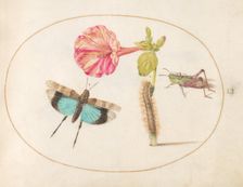 Plate 51: Grasshoppers and a Caterpillar with a Four O'Clock Flower, c. 1575/1580. Creator: Joris Hoefnagel