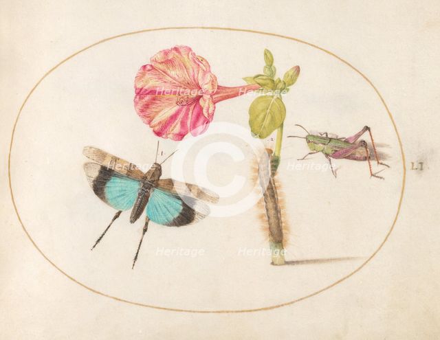 Plate 51: Grasshoppers and a Caterpillar with a Four O'Clock Flower, c. 1575/1580. Creator: Joris Hoefnagel.
