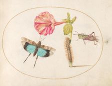 Plate 51: Grasshoppers and a Caterpillar with a Four O'Clock Flower, c. 1575/1580. Creator: Joris Hoefnagel