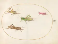 Plate 52: Four Grasshoppers, c. 1575/1580. Creator: Joris Hoefnagel