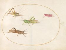 Plate 52: Four Grasshoppers, c. 1575/1580. Creator: Joris Hoefnagel