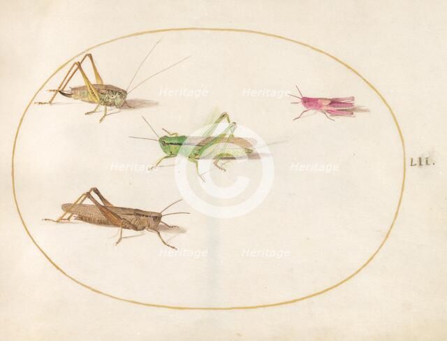 Plate 52: Four Grasshoppers, c. 1575/1580. Creator: Joris Hoefnagel.
