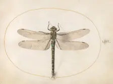 Plate 53: Dragonfly, c. 1575/1580. Creator: Joris Hoefnagel