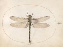Plate 53: Dragonfly, c. 1575/1580. Creator: Joris Hoefnagel