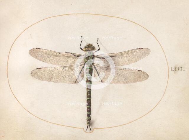 Plate 53: Dragonfly, c. 1575/1580. Creator: Joris Hoefnagel.