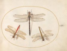 Plate 54: Three Dragonflies, c. 1575/1580. Creator: Joris Hoefnagel
