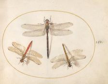 Plate 54: Three Dragonflies, c. 1575/1580. Creator: Joris Hoefnagel