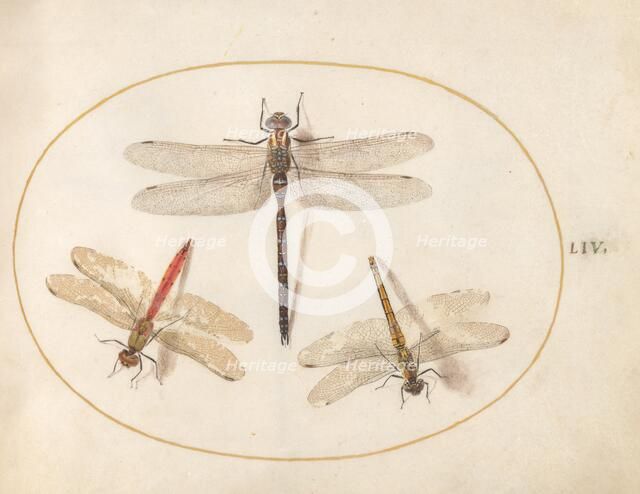 Plate 54: Three Dragonflies, c. 1575/1580. Creator: Joris Hoefnagel.