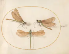 Plate 55: Three Green Dragonflies with Brown Wings, c. 1575/1580. Creator: Joris Hoefnagel