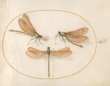 Plate 55: Three Green Dragonflies with Brown Wings, c. 1575/1580. Creator: Joris Hoefnagel