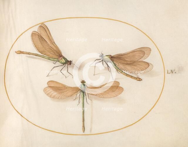 Plate 55: Three Green Dragonflies with Brown Wings, c. 1575/1580. Creator: Joris Hoefnagel.