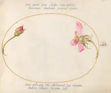 Plate 56: A Rosebud and a Disintegrating Pink Rose, c. 1575/1580. Creator: Joris Hoefnagel