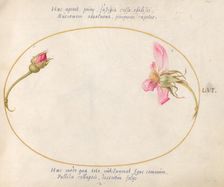 Plate 56: A Rosebud and a Disintegrating Pink Rose, c. 1575/1580. Creator: Joris Hoefnagel