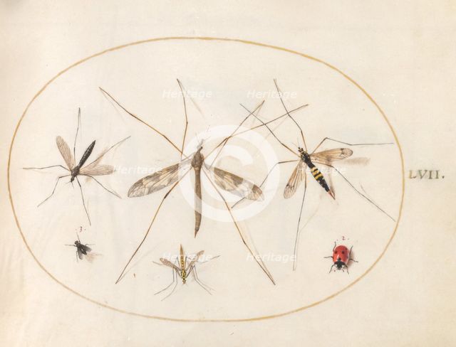 Plate 57: A Ladybug, a Fly, and Four Other Insects, c. 1575/1580. Creator: Joris Hoefnagel.