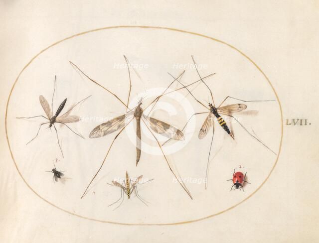 Plate 57: A Ladybug, a Fly, and Four Other Insects, c. 1575/1580. Creator: Joris Hoefnagel.