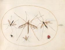 Plate 57: A Ladybug, a Fly, and Four Other Insects, c. 1575/1580. Creator: Joris Hoefnagel