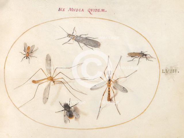 Plate 58: A Bee and Five Other Insects, c. 1575/1580. Creator: Joris Hoefnagel.