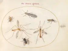 Plate 58: A Bee and Five Other Insects, c. 1575/1580. Creator: Joris Hoefnagel