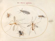 Plate 58: A Bee and Five Other Insects, c. 1575/1580. Creator: Joris Hoefnagel