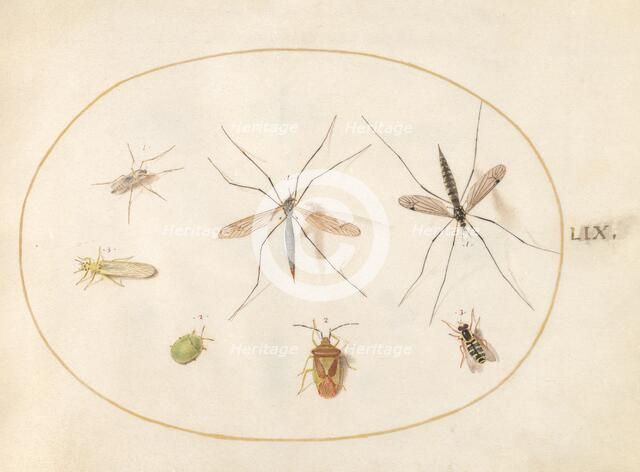 Plate 59: Seven Assorted Insects, c. 1575/1580. Creator: Joris Hoefnagel.