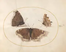Plate 6: Three Brown Butterflies, c. 1575/1580. Creator: Joris Hoefnagel