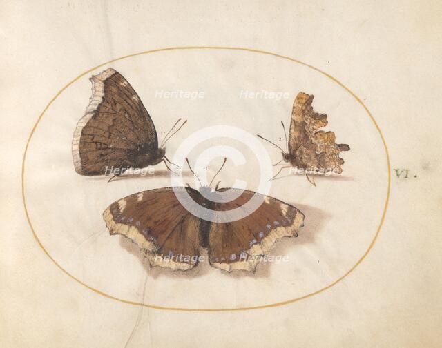 Plate 6: Three Brown Butterflies, c. 1575/1580. Creator: Joris Hoefnagel.