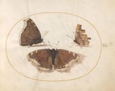 Plate 6: Three Brown Butterflies, c. 1575/1580. Creator: Joris Hoefnagel
