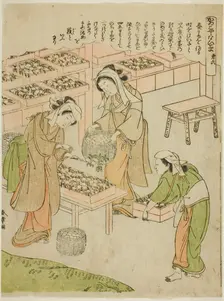 Plate 6 (Examining the Newly Spun Cocoons), from the series "Kaiko Yashinai-gusa", Japan, c. 1772. Creator: Shunsho
