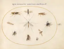 Plate 60: Flies and Other Insects, c. 1575/1580. Creator: Joris Hoefnagel