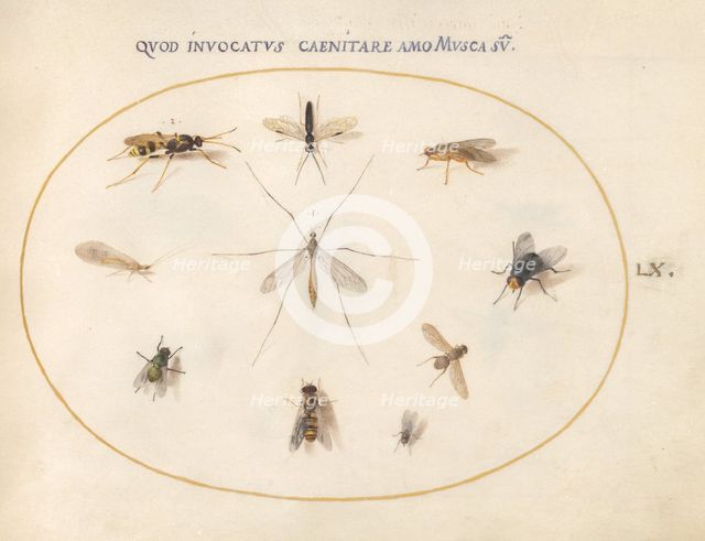 Plate 60: Flies and Other Insects, c. 1575/1580. Creator: Joris Hoefnagel.