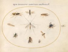 Plate 60: Flies and Other Insects, c. 1575/1580. Creator: Joris Hoefnagel