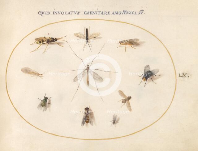 Plate 60: Flies and Other Insects, c. 1575/1580. Creator: Joris Hoefnagel.