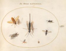 Plate 61: Seven Insects, Including a Small Striped Beetle, c. 1575/1580. Creator: Joris Hoefnagel