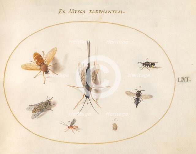 Plate 61: Seven Insects, Including a Small Striped Beetle, c. 1575/1580. Creator: Joris Hoefnagel.