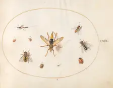 Plate 62: Ten Insects, c. 1575/1580. Creator: Joris Hoefnagel